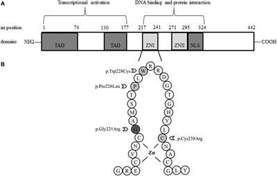 GATA4 Variants in Individuals With a 46,XY Disorder of Sex Development (DSD) May or May Not Be Associated With Cardiac Defects Depending on Second Hits in Other DSD Genes